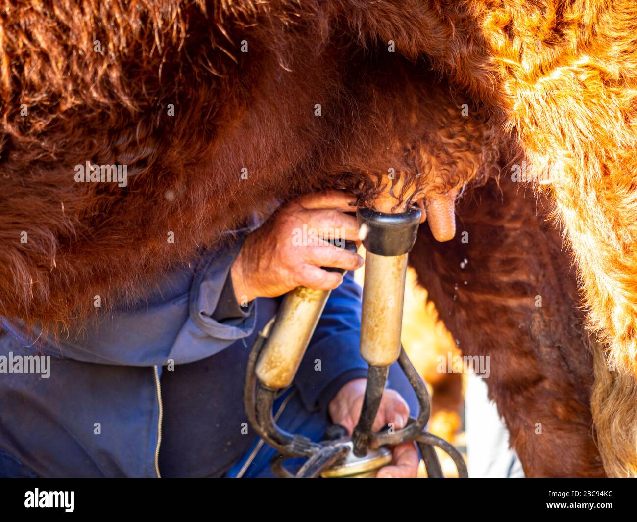 L'éleveur de montagne Guy Chambon dans le Cantal qui traite le bétail des Salers dans le pâturage alpin au Col de Néronne, Alm des Buron d'Algour. Banque D'Images