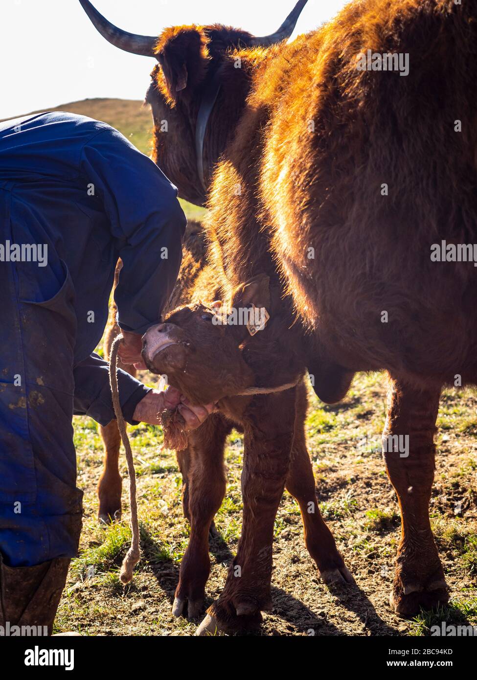 L'éleveur de montagne Guy Chambon dans le Cantal qui traite le bétail des Salers dans le pâturage alpin au Col de Néronne, Alm des Buron d'Algour. Banque D'Images