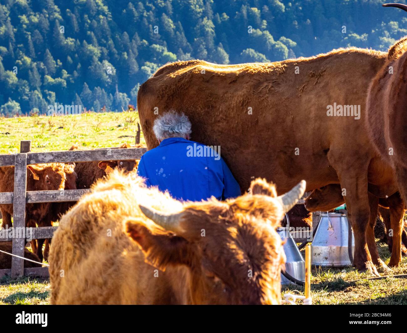 L'éleveur de montagne Guy Chambon dans le Cantal qui traite le bétail des Salers dans le pâturage alpin au Col de Néronne, Alm des Buron d'Algour. Banque D'Images