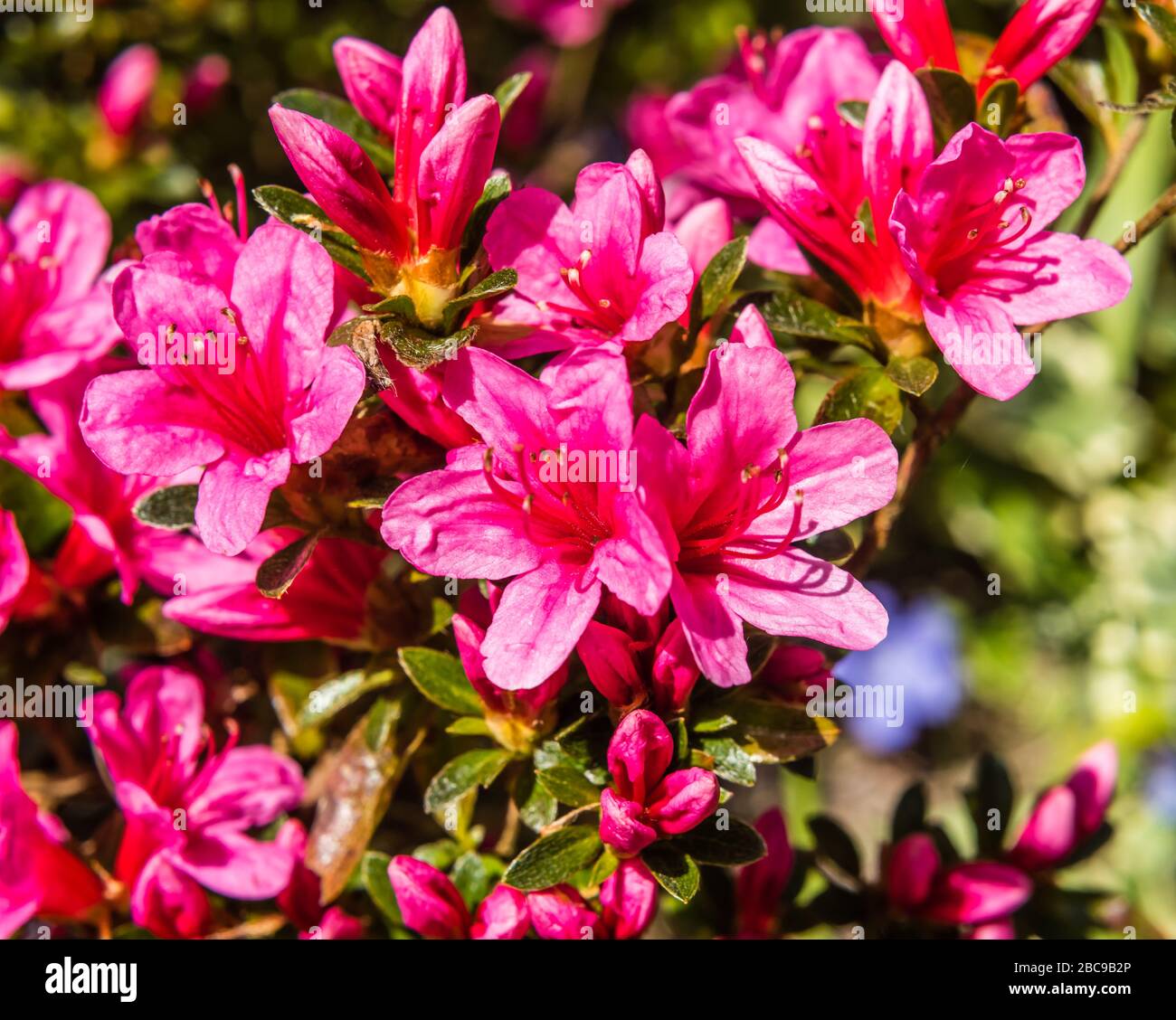 Azalea Madame van Hecke grandit dans un jardin privé. Banque D'Images