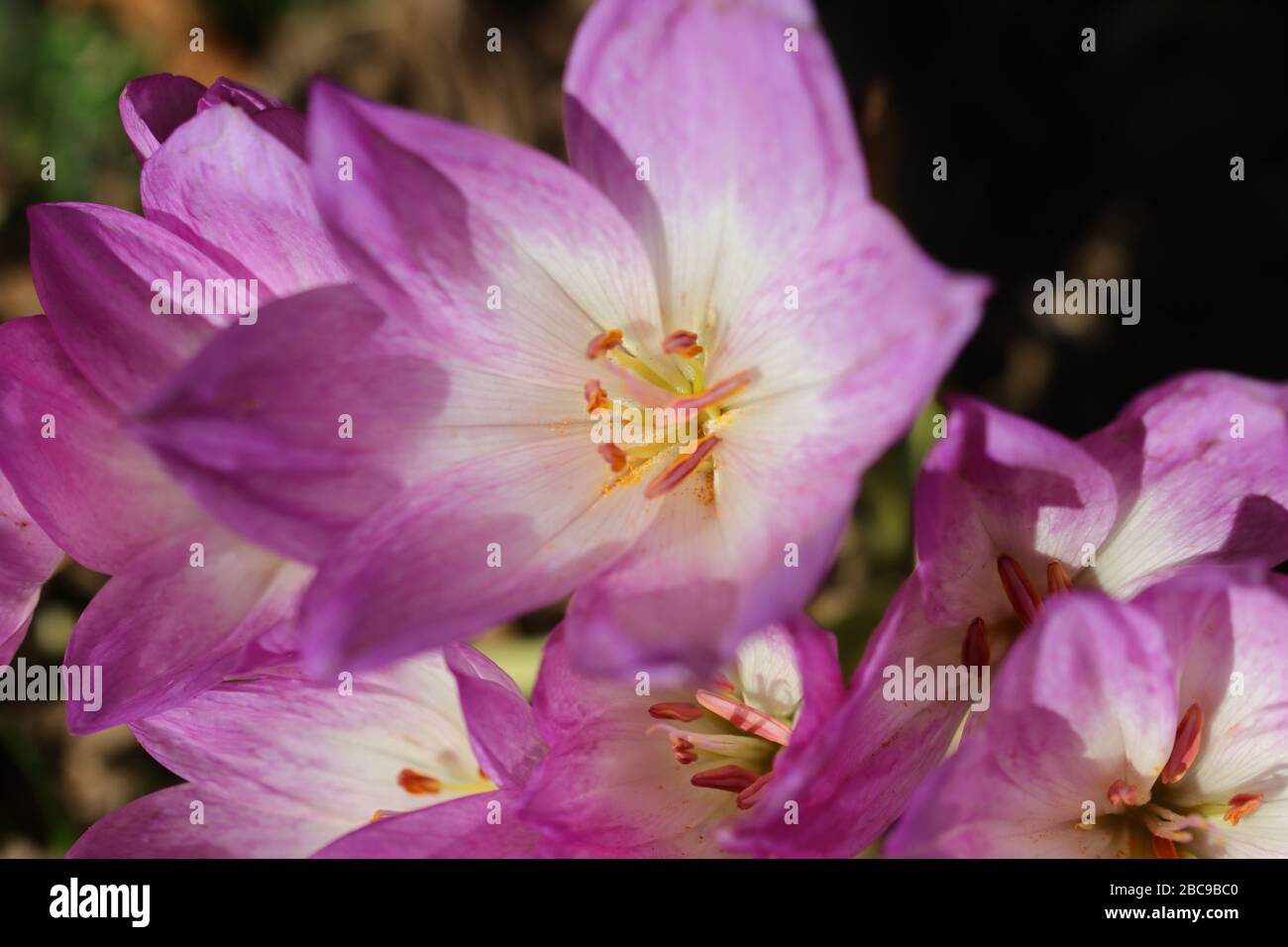Crocus (pluriel anglais : crocuses ou croci) est un genre de plantes à fleurs de la famille de l'iris comprenant 90 espèces de plantes vivaces issues de corms. Banque D'Images