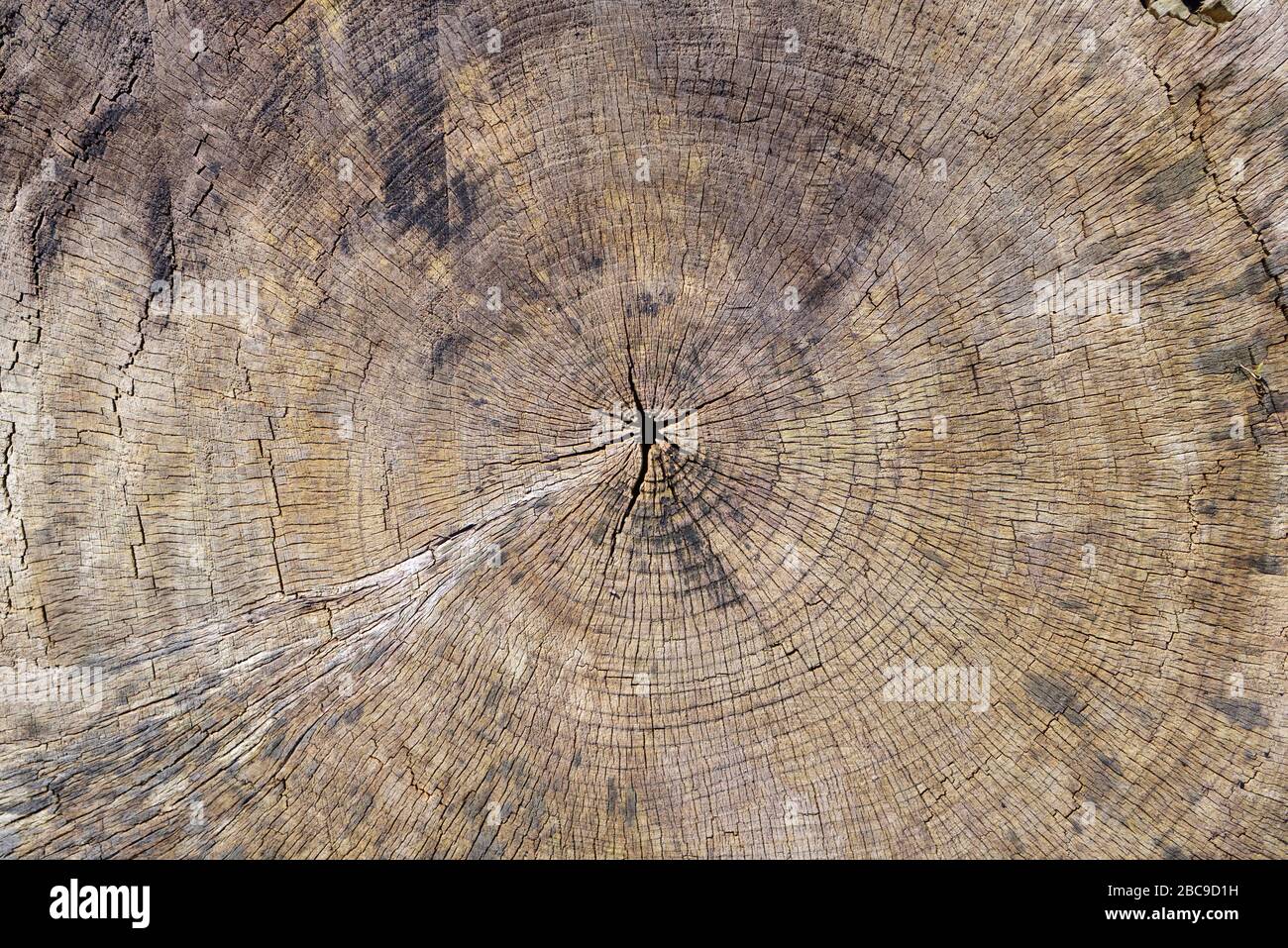 Arrière-plan et texture d'un vieux tronc d'arbre scié avec les anneaux annuels sevrés en couleur brune Banque D'Images