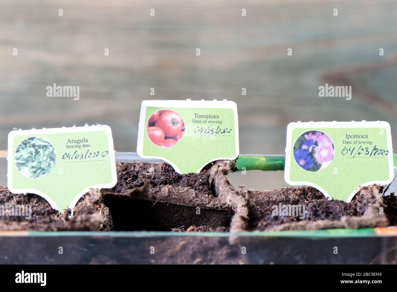 Pots de tourbe avec des graines plantées d'Ipomoea, de tomates et d'Arugula. Plaques avec les noms des plantes et la date de semis. Banque D'Images