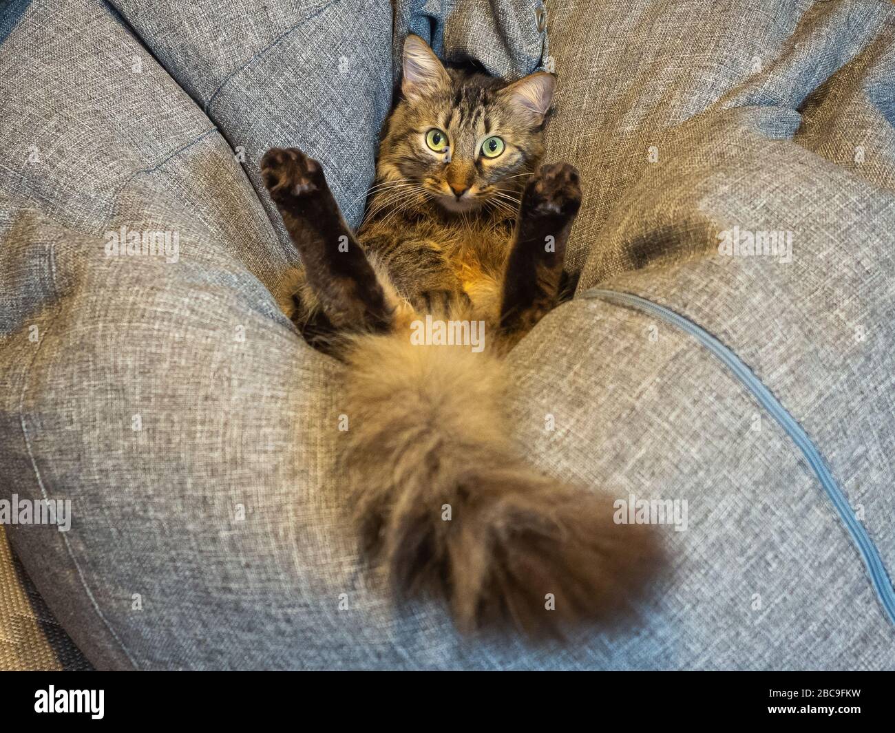 Un Chat Avec Une Queue Moelleuse Se Trouve Dans Une Position Inhabituelle Avec Ses Pattes Arriere Soulevees Sur Un Oreiller Gris Tres Doux Photo Stock Alamy