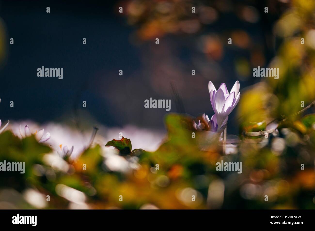 Crocuses, ensoleillé Banque D'Images