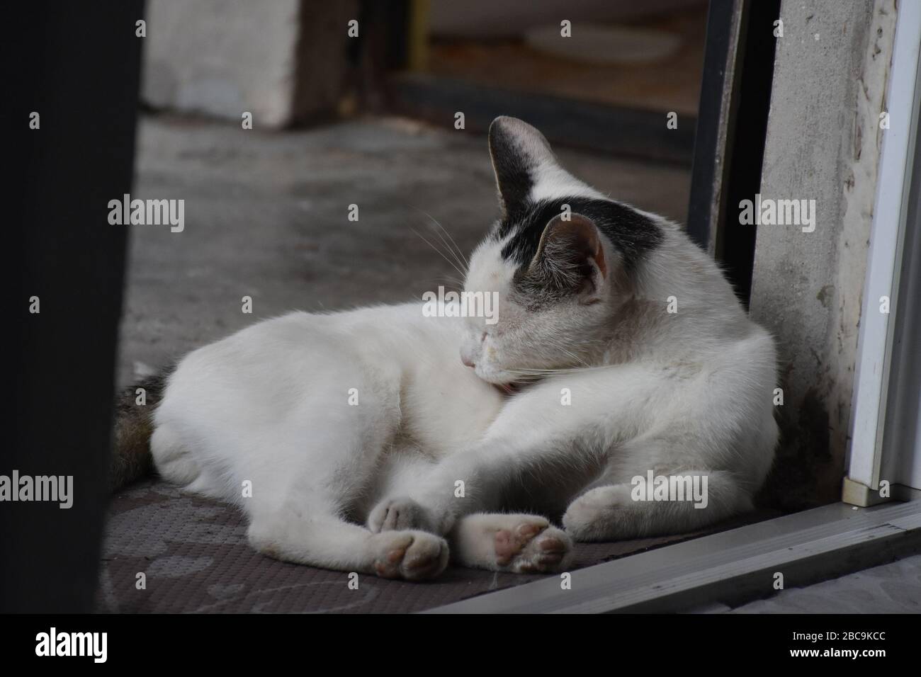 Le chat se trouve au seuil de la maison et lèche sa fourrure avec sa langue Banque D'Images