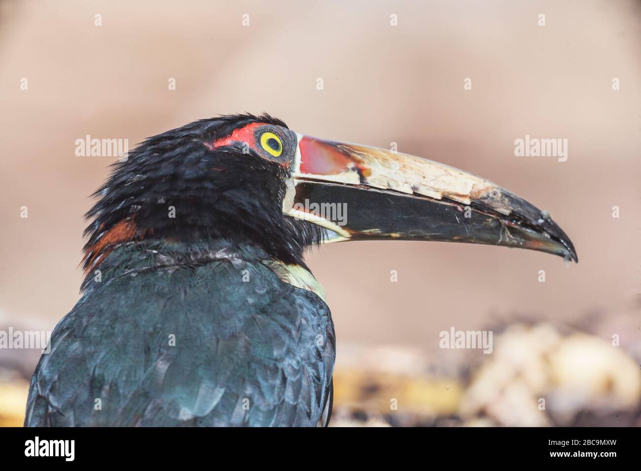 (Pteroglossus Aracari à collier torquatus), Costa Rica, Amérique Centrale Banque D'Images