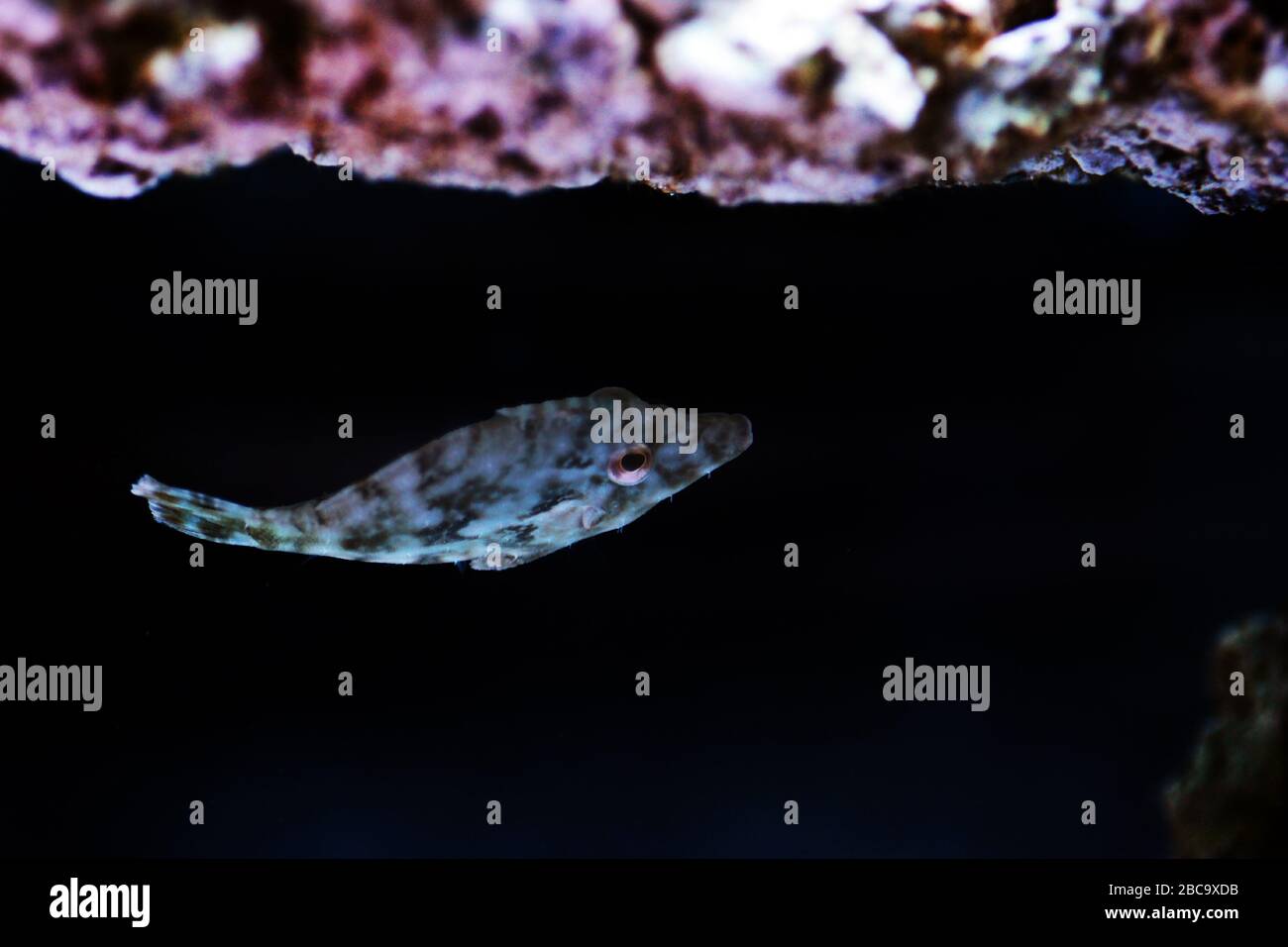 Aiptasia mangeant le corégone - ( Acreichthys tomentosus ) Banque D'Images