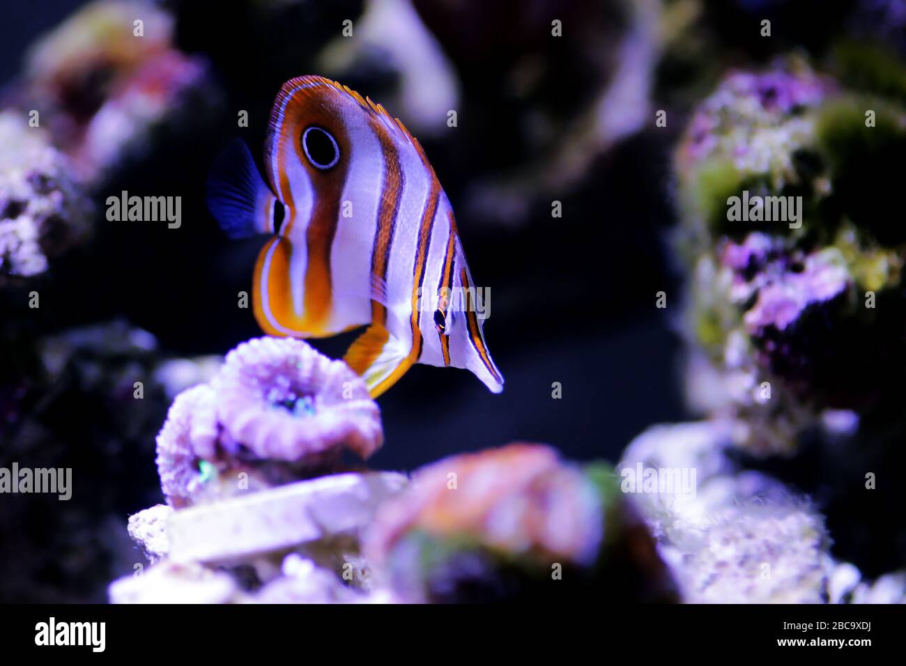 Le butterflyfish de copperband - (Chelmon rostratus) Banque D'Images