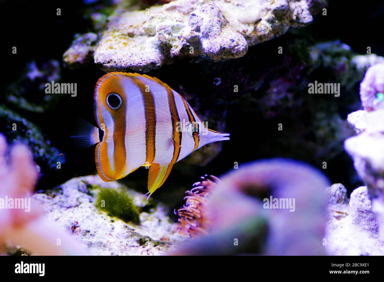 Le butterflyfish de copperband - (Chelmon rostratus) Banque D'Images