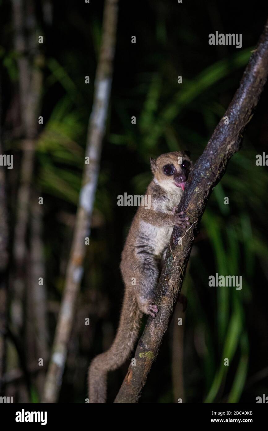 Afrique, Madagascar, Ile Aye-Aye. Aye-Aye lemur la nuit. Banque D'Images