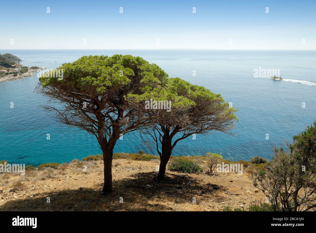 Vue de la route côtière aux pins de Pomonte, Pomonte, île d'Elbe, Parc National de l'Archipel Toscan, Province de Livourne, Toscane, Ital Banque D'Images