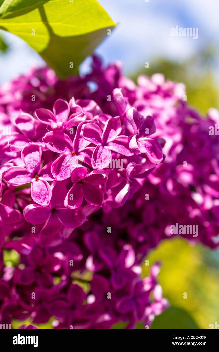 Belle fleur de lilas violette proche du soleil Banque D'Images