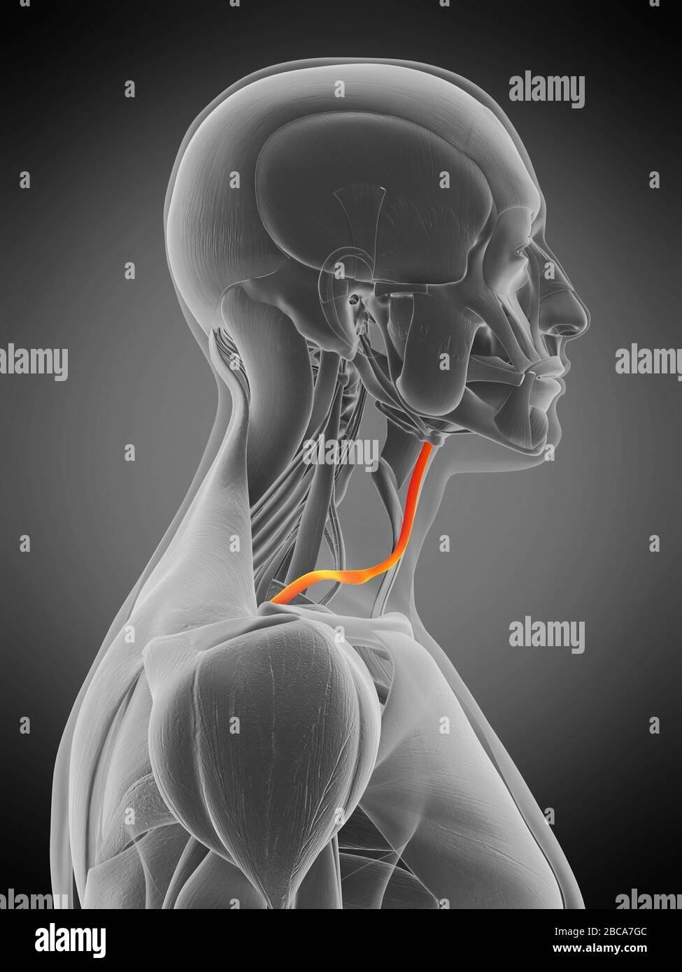 Muscle osmohyoïde, illustration. Banque D'Images