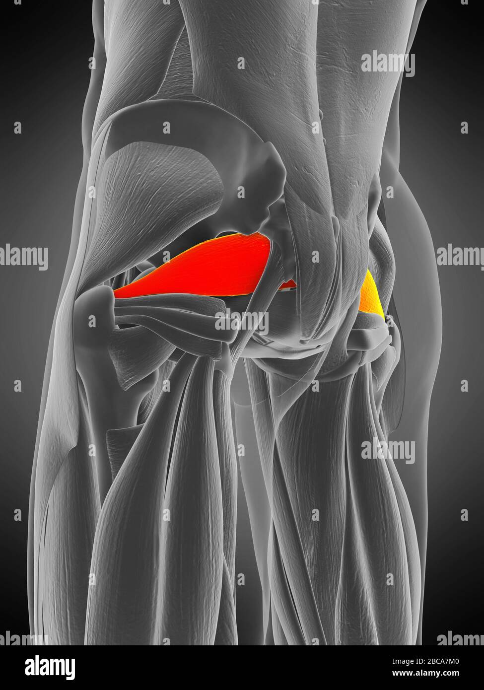 Muscle piriformis, illustration. Banque D'Images