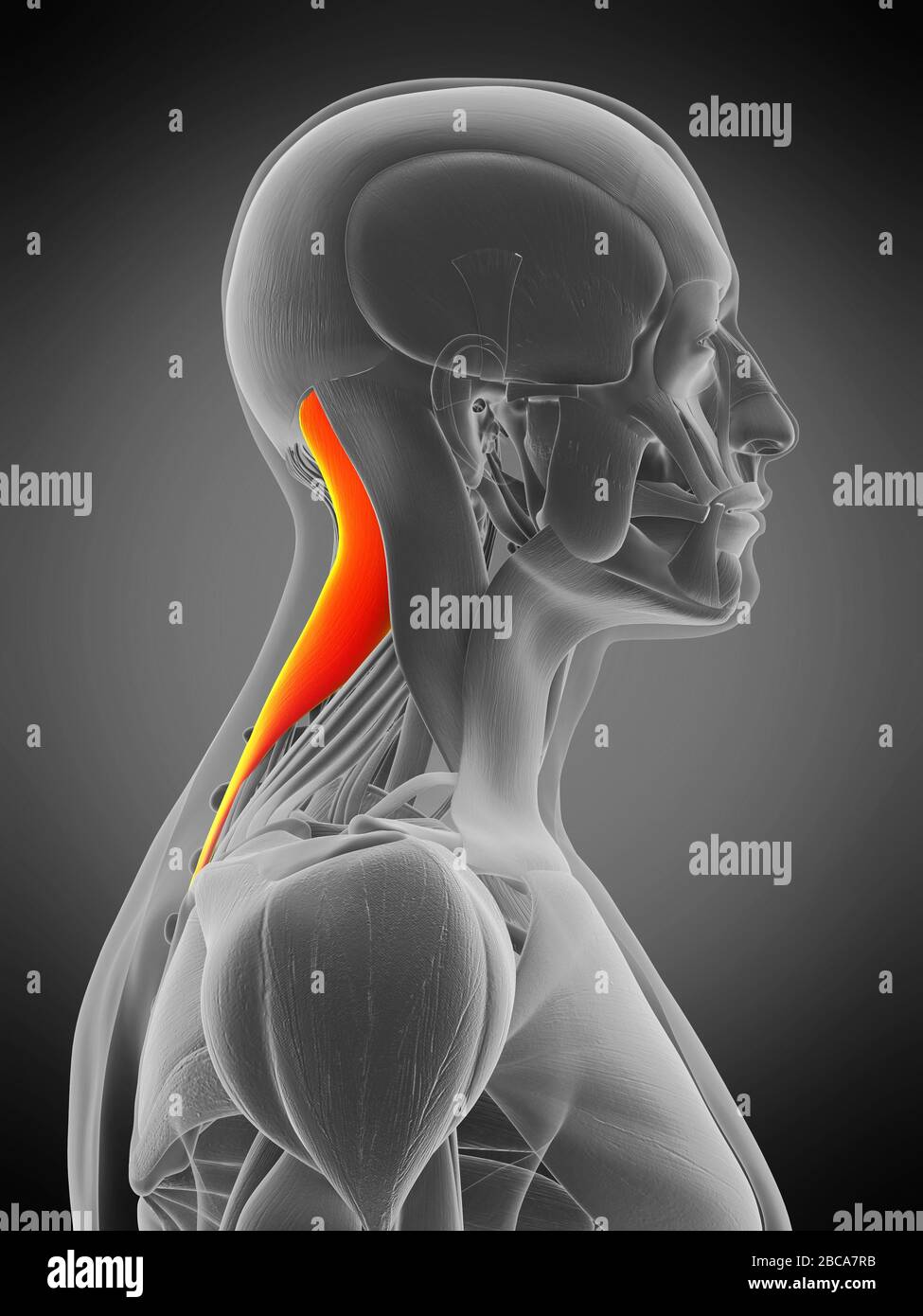 Muscle de capite Splenius, illustration. Banque D'Images