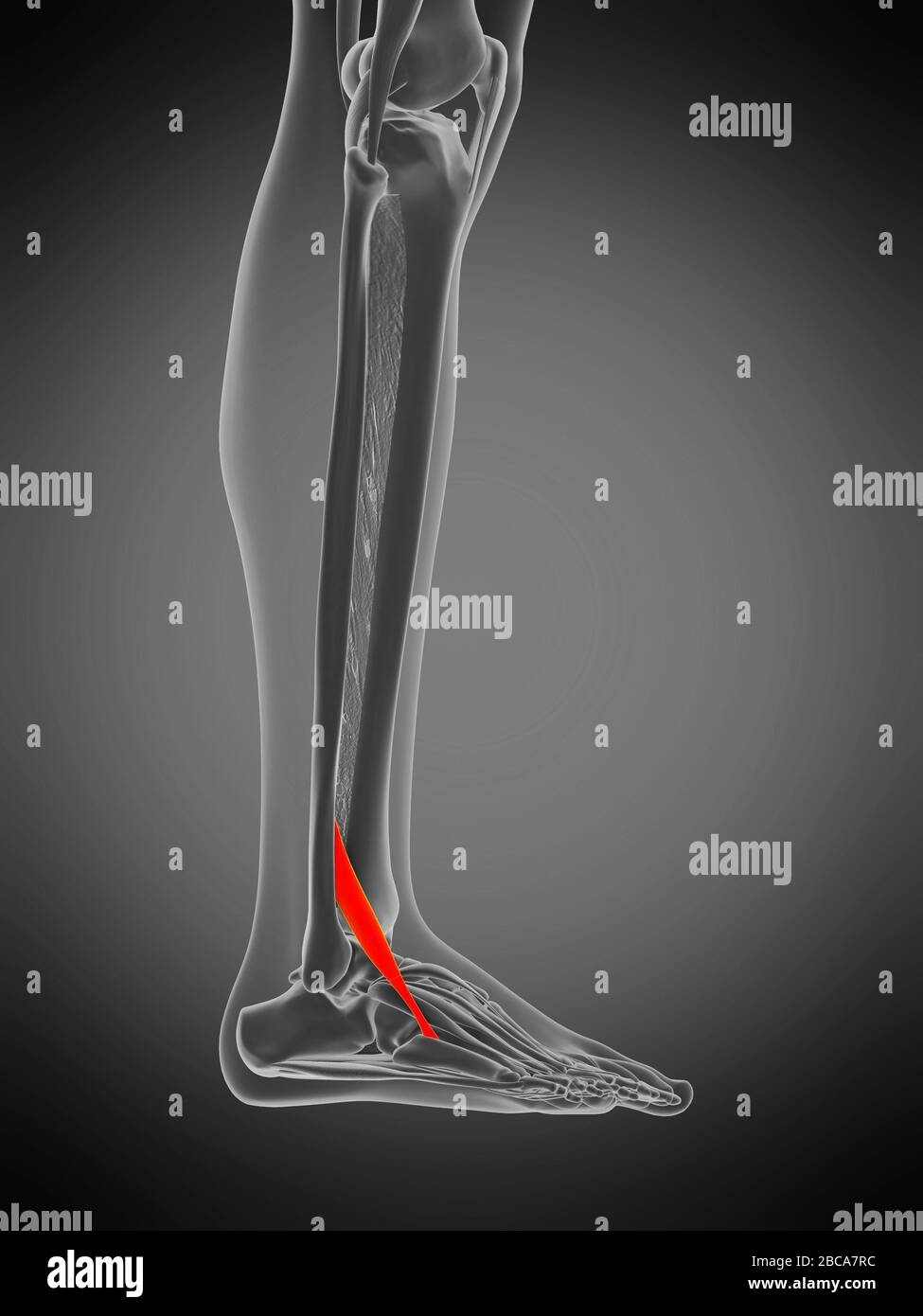 Muscle de péroneus tertius, illustration. Banque D'Images