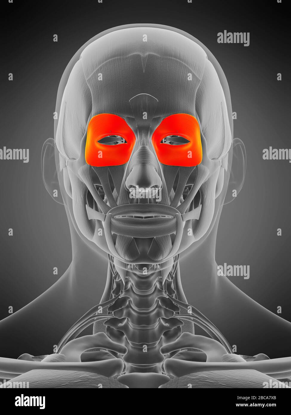 Muscle orbicularis oci, illustration. Banque D'Images