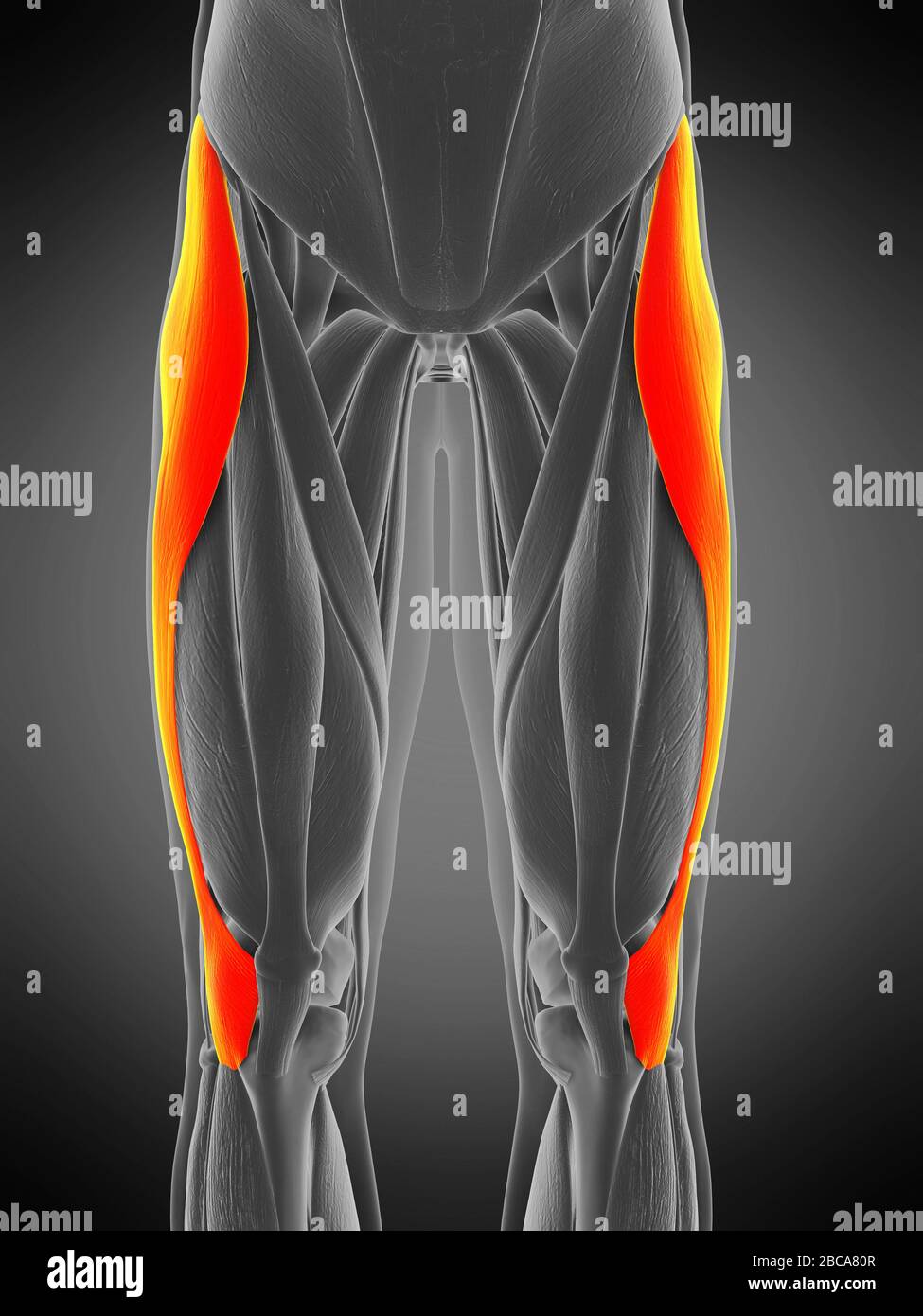 Muscle Tensor Fascia Lata Illustration Photo Stock Alamy