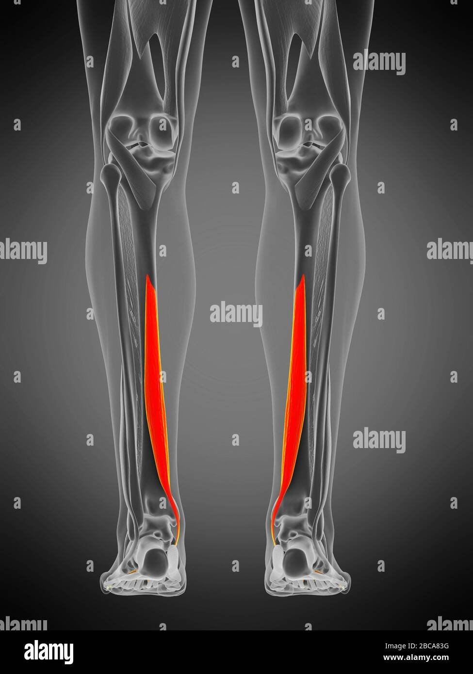 Muscle long flexor digitorum, illustration Photo Stock - Alamy