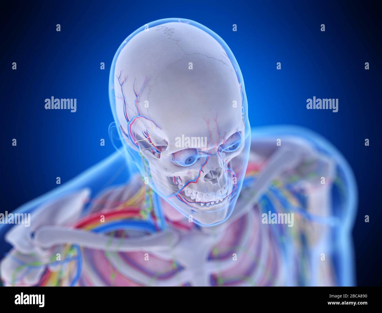 Anatomie de la tête, illustration. Banque D'Images