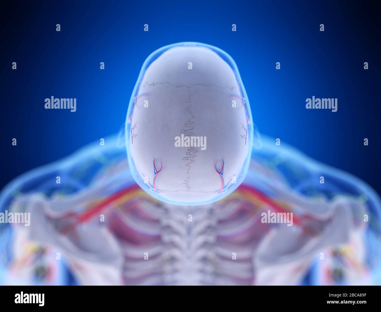Anatomie de la tête, illustration. Banque D'Images