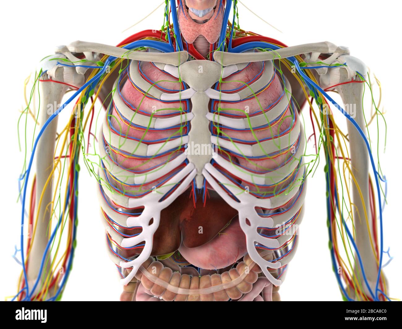 Anatomie thoracique, illustration. Banque D'Images