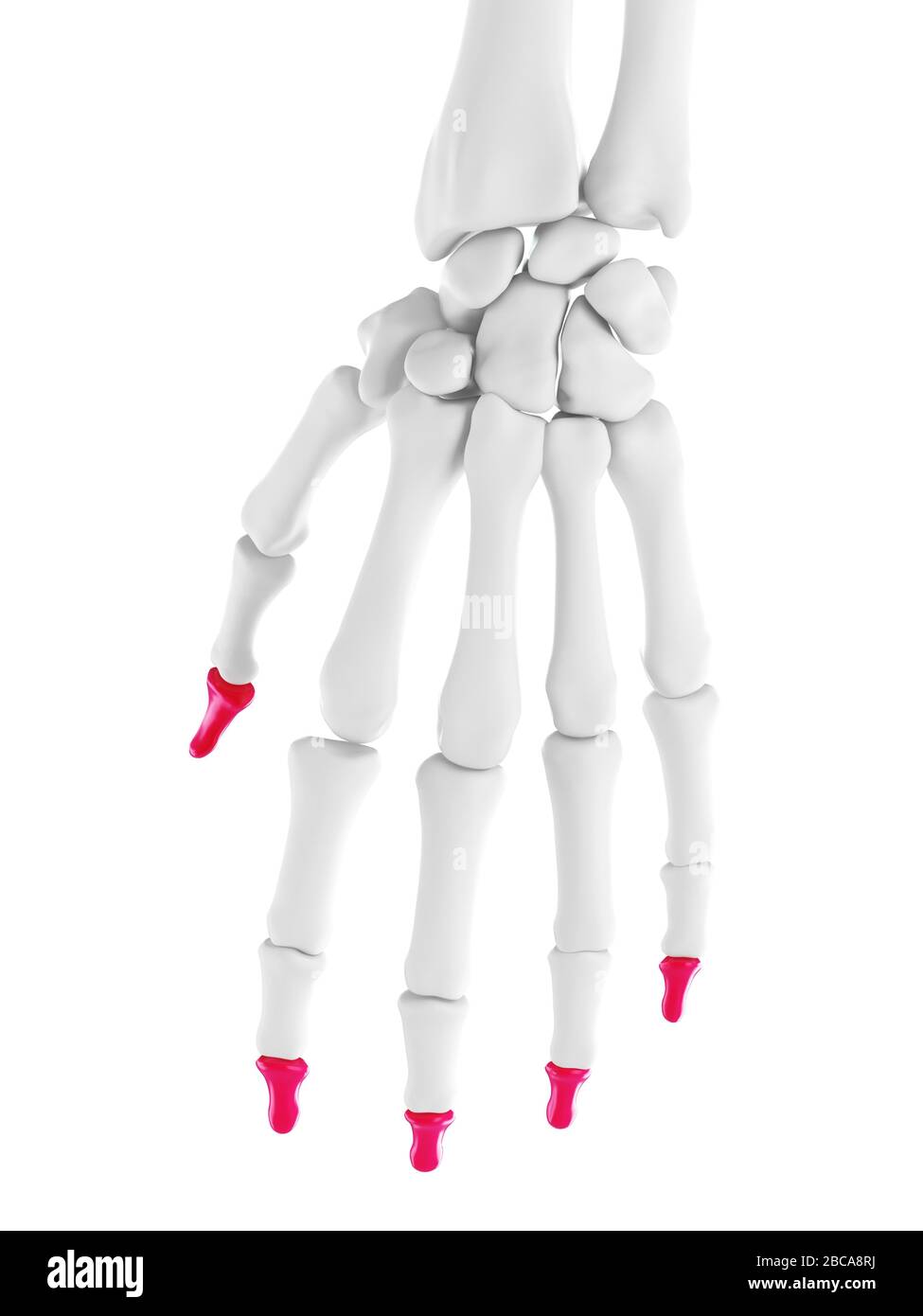 Phalanges distales, illustration. Banque D'Images