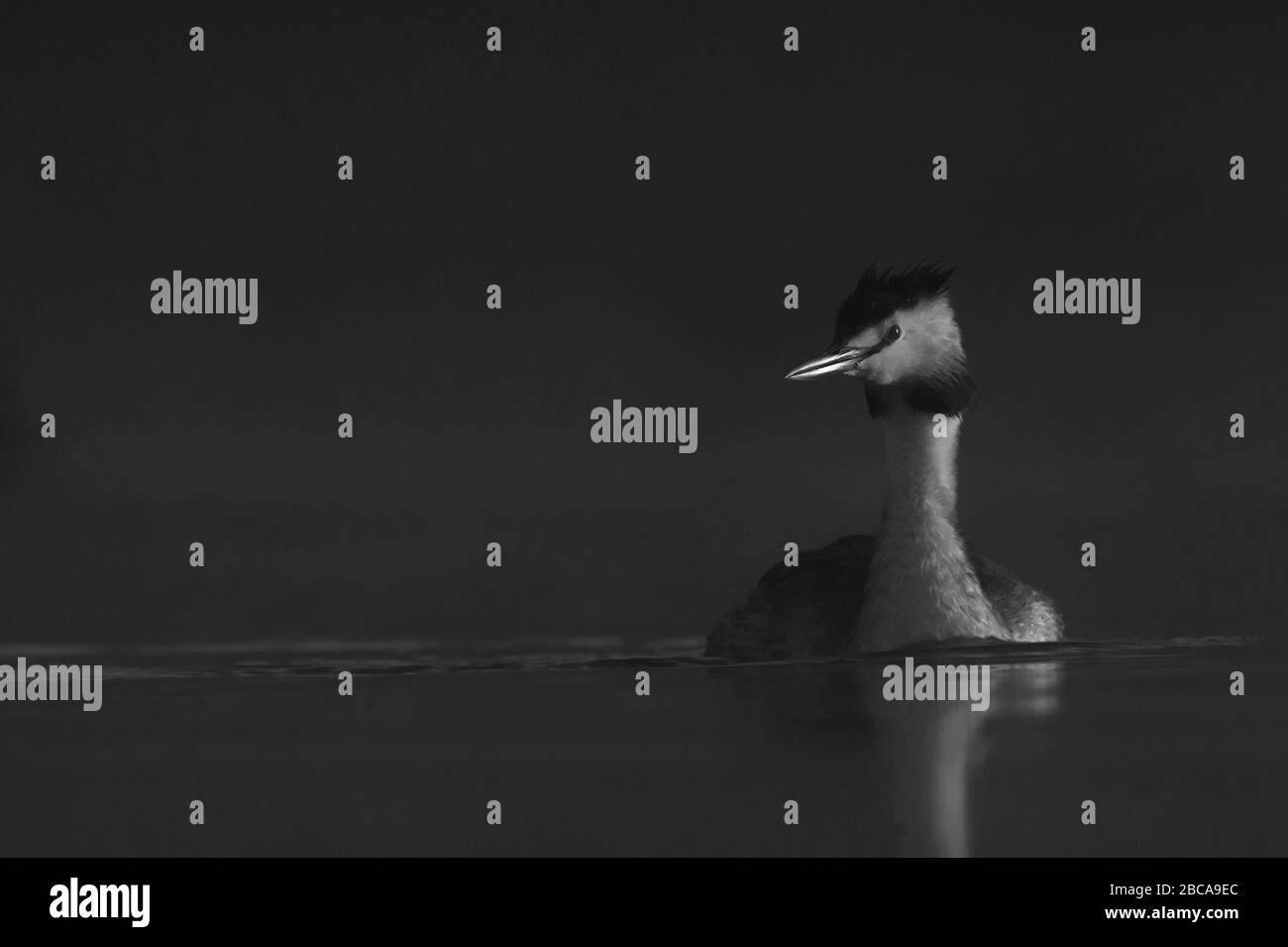 Super grèbe dégoûté, Londres Banque D'Images