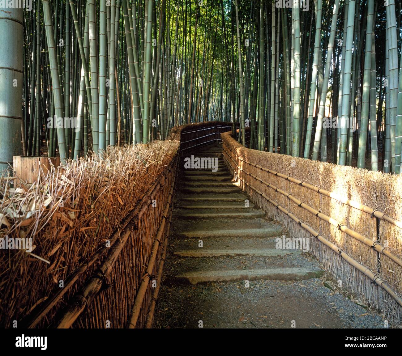 bamboo grove au temple d'Adashino Nenbutsuji. Kyoto Banque D'Images