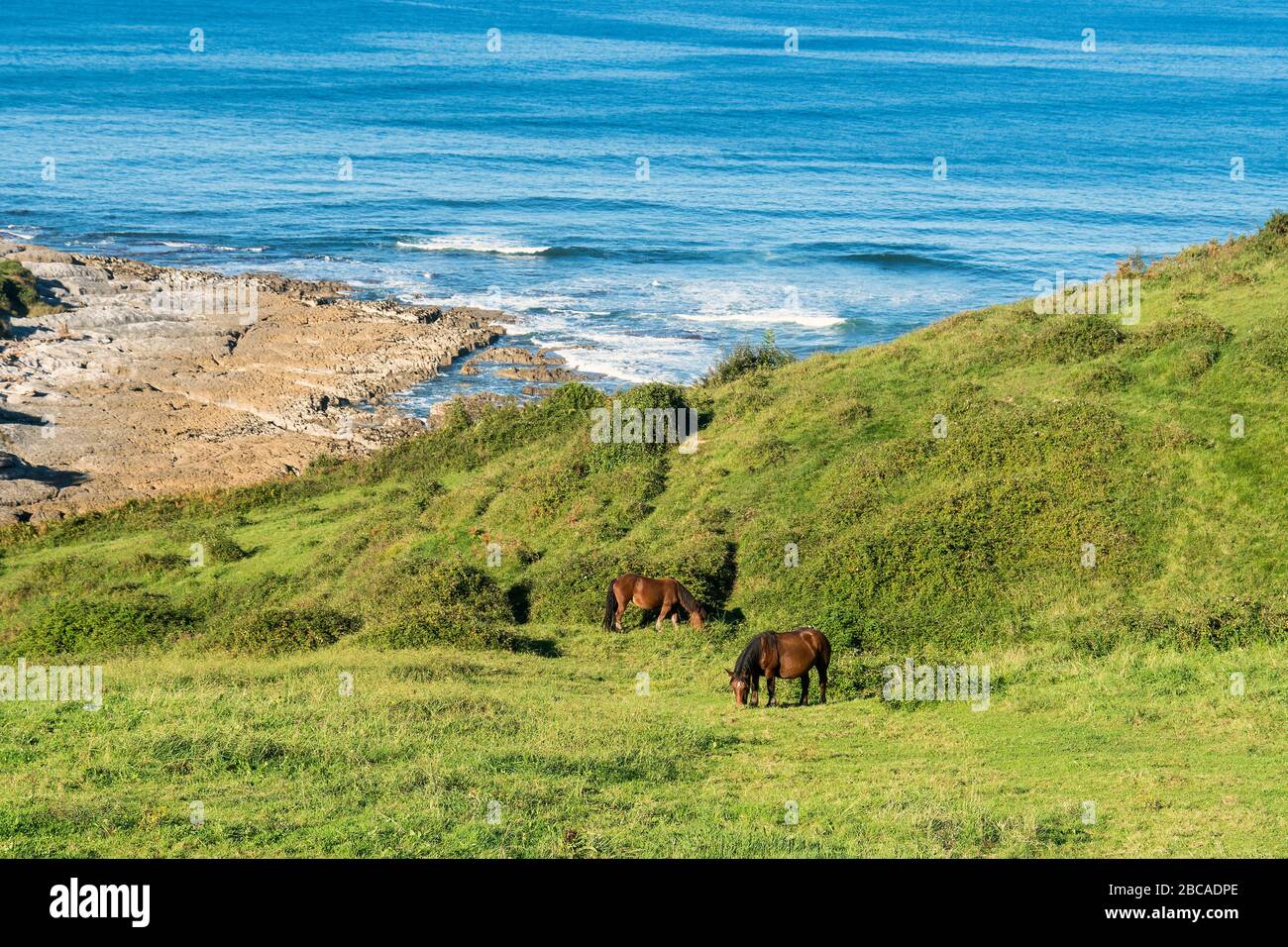 Espagne, côte nord, Cantabrie, San Vicente de la Barquera, côte, Playa de Linera, chevaux de pâturage Banque D'Images