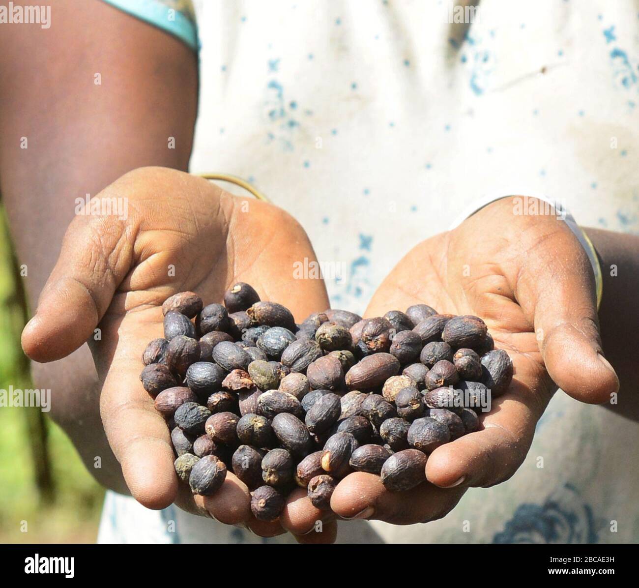 Les grains de café sont triés et séchés sur les lits de séchage dans la propriété de café Tega&Tula dans le rigion de Kaffa en Ethiopie. Banque D'Images
