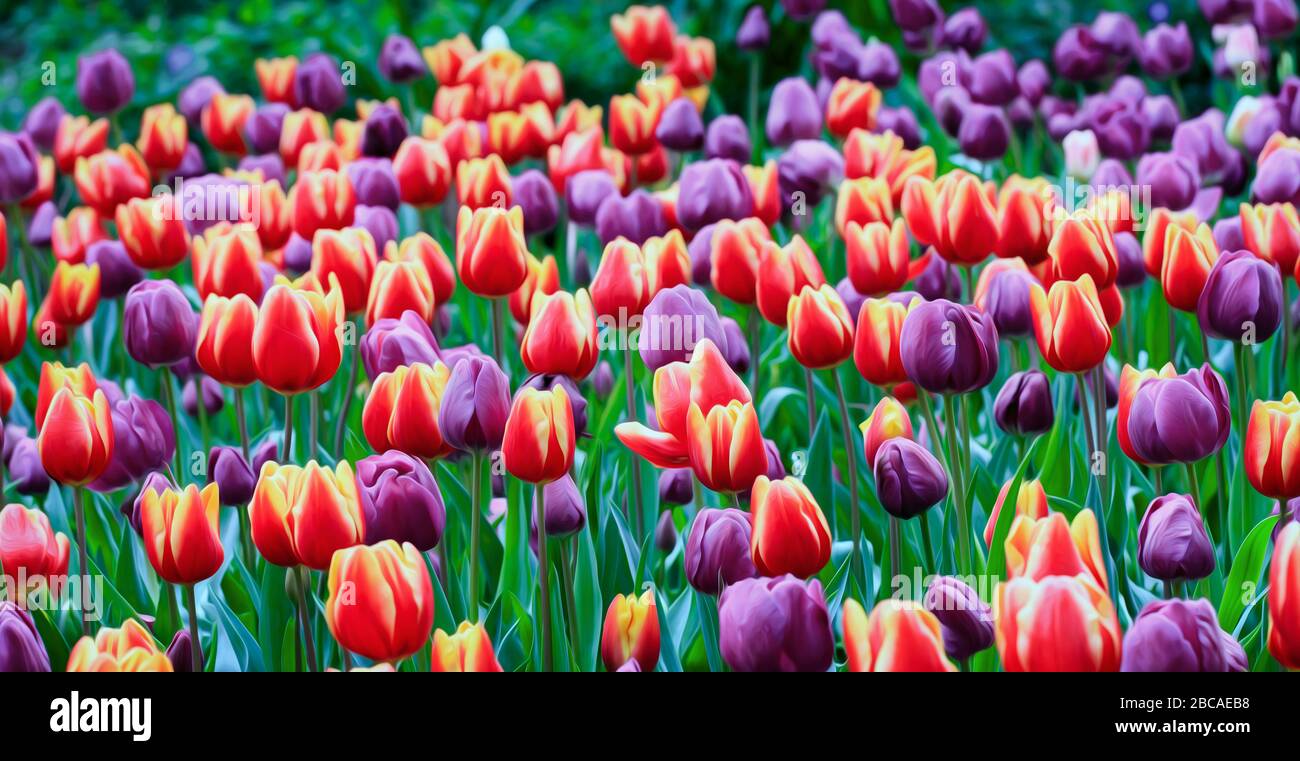 Tulipes colorées en fleur au printemps Banque D'Images
