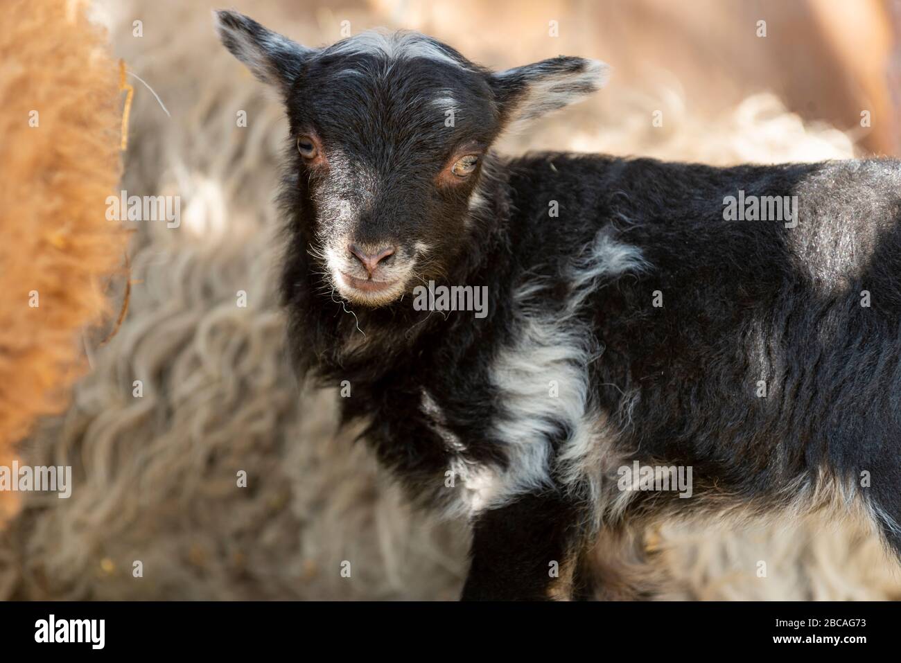 Mouton (ovis) Banque D'Images