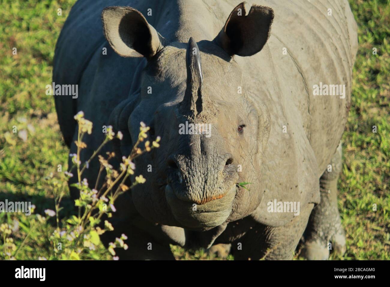 un rhinocéros indien mâle à une horne ou plus un rhinocéros corné dans le parc national de kaziranga. cet animal en voie de disparition trouvé dans la prairie du terai Banque D'Images