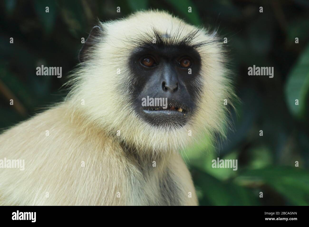 un langur gris des plaines du nord (semnopithecus entellus) dans la campagne du bengale occidental, en inde Banque D'Images