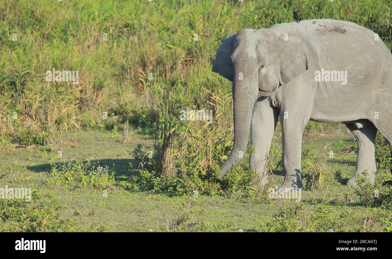 un éléphant indien (elephas maxima indicus) dans le parc national de kaziranga, assam, au nord-est de l'inde Banque D'Images