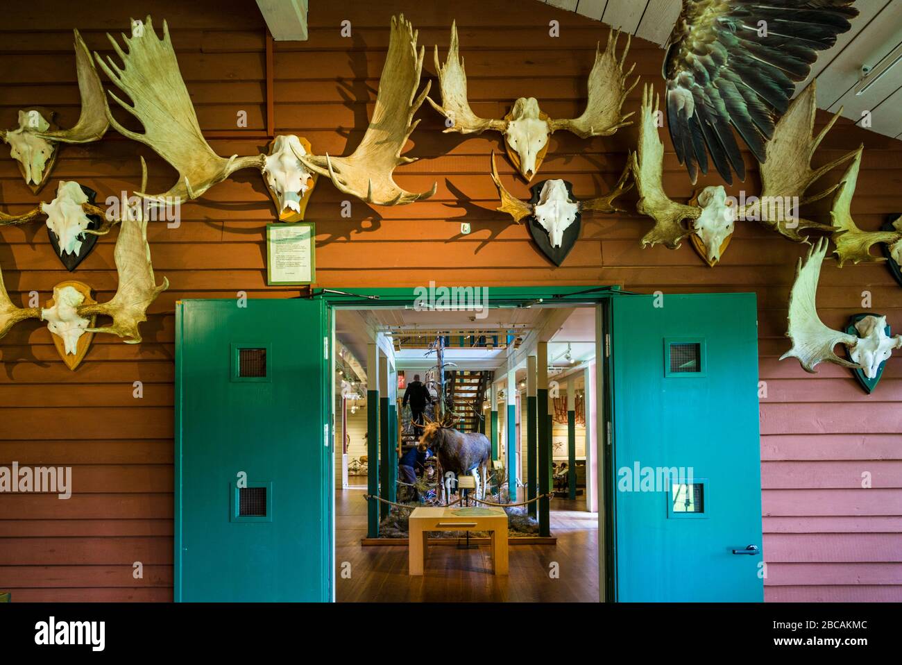 Suède, Vastragotland, Vanersborg, Royal Hunt Museum-Elk Hill, elk antlers Banque D'Images