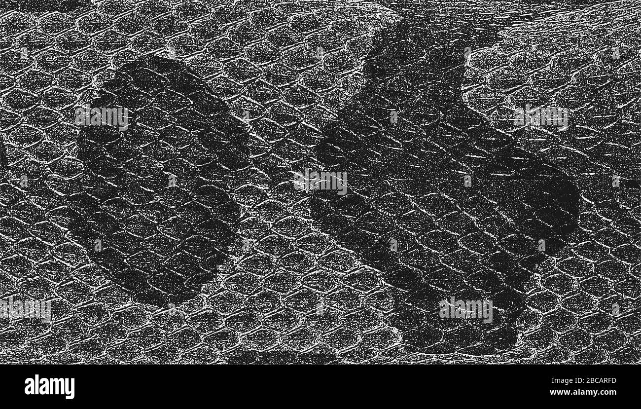 Peau de serpent de détresse texture grunge. Arrière-plan noir et blanc... Illustration de Vecteur