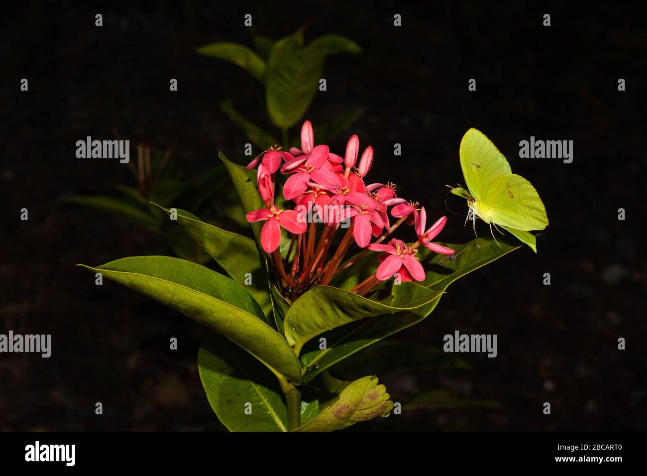 Papillon jaune sur une fleur d'Ixora dans un jardin dans la province du Cercle, République du Panama. Banque D'Images Papillon jaune sur une fleur d'Ixora dans un jardin dans la province du Cercle, République du Panama. Banque D'Images