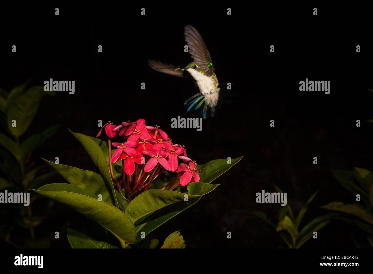 Jardin émeraude Hummingbird, Chlorostilbon assimillis, sur une fleur d'Ixora dans un jardin dans la province du Cercle, République du Panama. Banque D'Images Jardin émeraude Hummingbird, Chlorostilbon assimillis, sur une fleur d'Ixora dans un jardin dans la province du Cercle, République du Panama. Banque D'Images