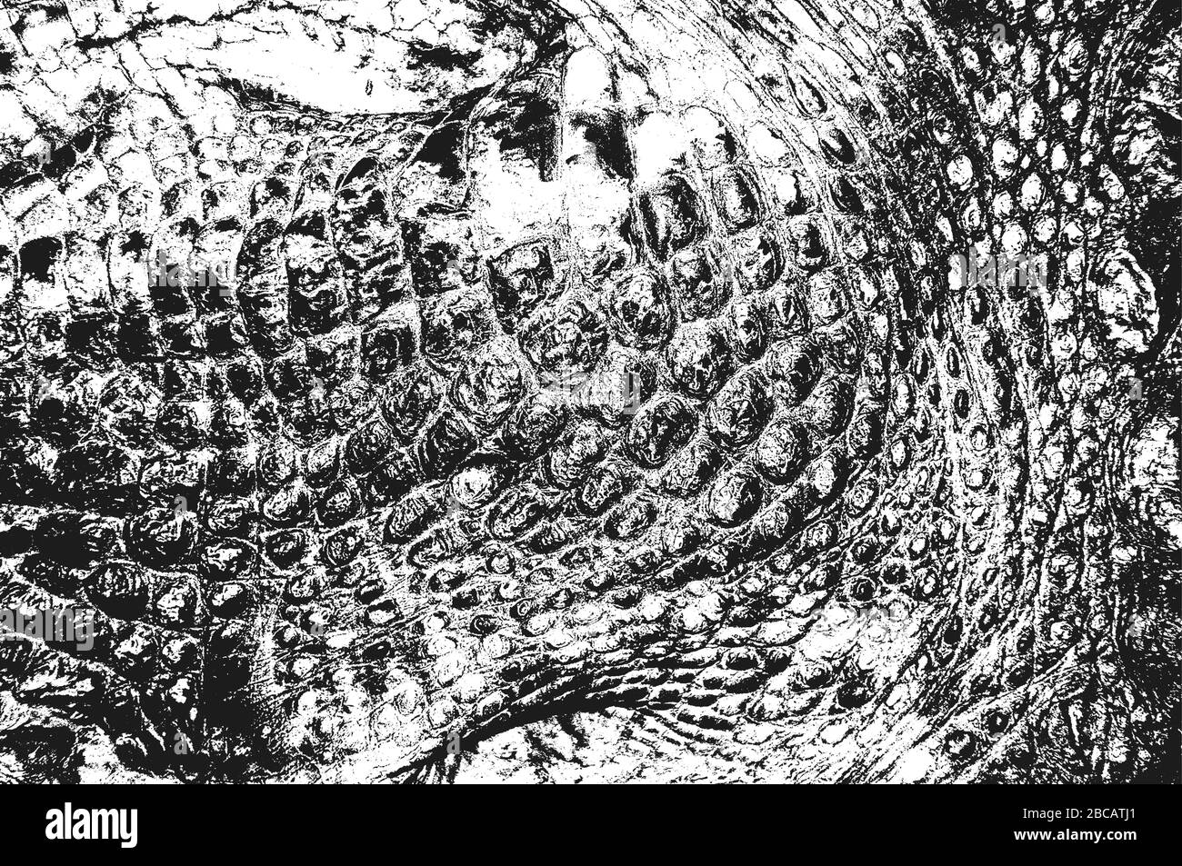 Peau de serpent de détresse texture grunge. Arrière-plan noir et blanc... Illustration de Vecteur