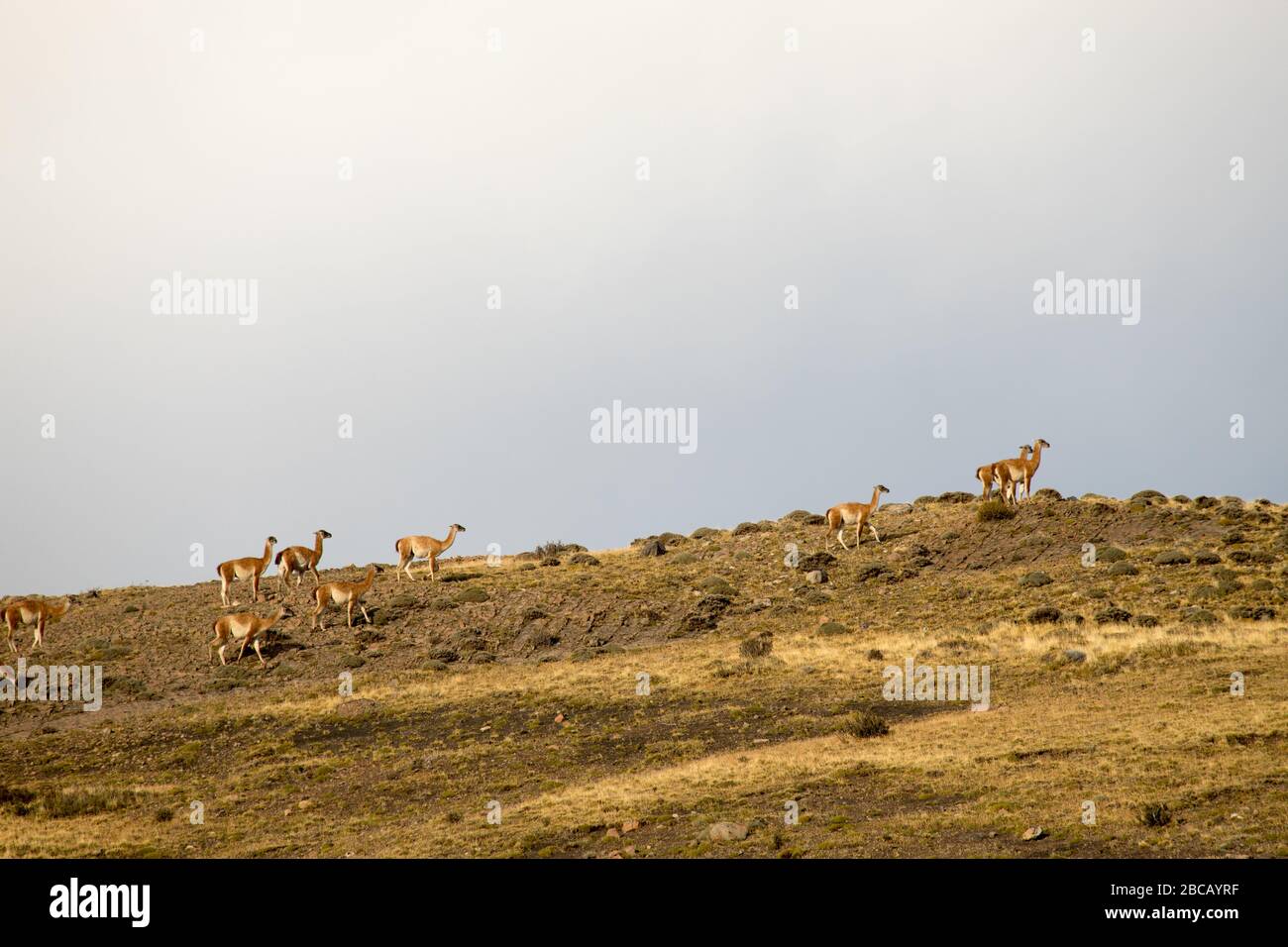 Guanacos dans le paysage des montagnes Torres del Paine, parc national Torres del Paine, Chili Banque D'Images