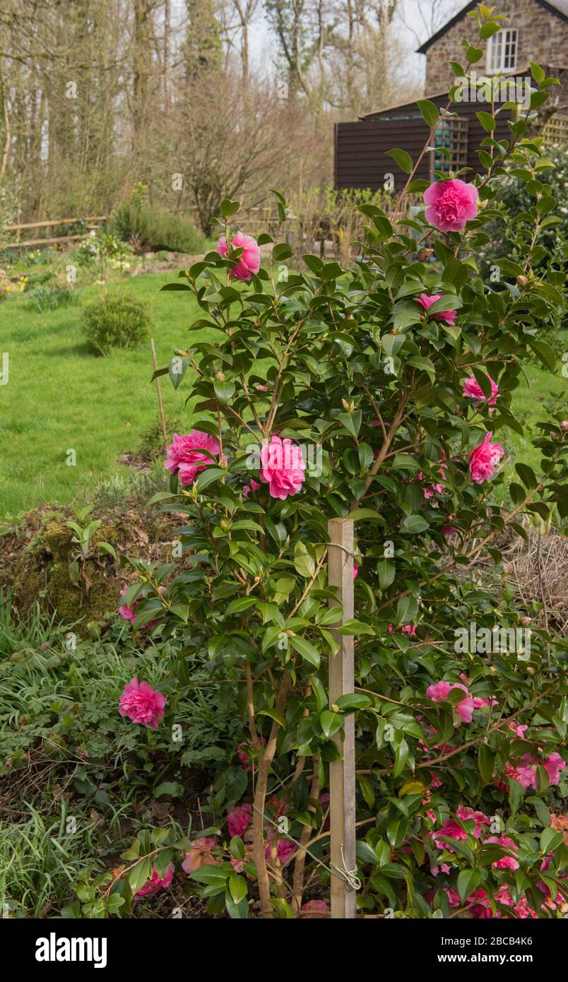 Arbuste Camellia rose hybride à fleurs printanières (Camellia x williamsii 'Debbie') dans un jardin rural de campagne dans le Devon rural, Angleterre, Royaume-Uni Banque D'Images