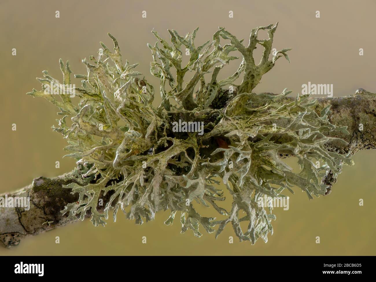 Un lichen, Oakmoss, Evernia prunastri, qui pousse sur la brindille de chêne, Dorset. Banque D'Images