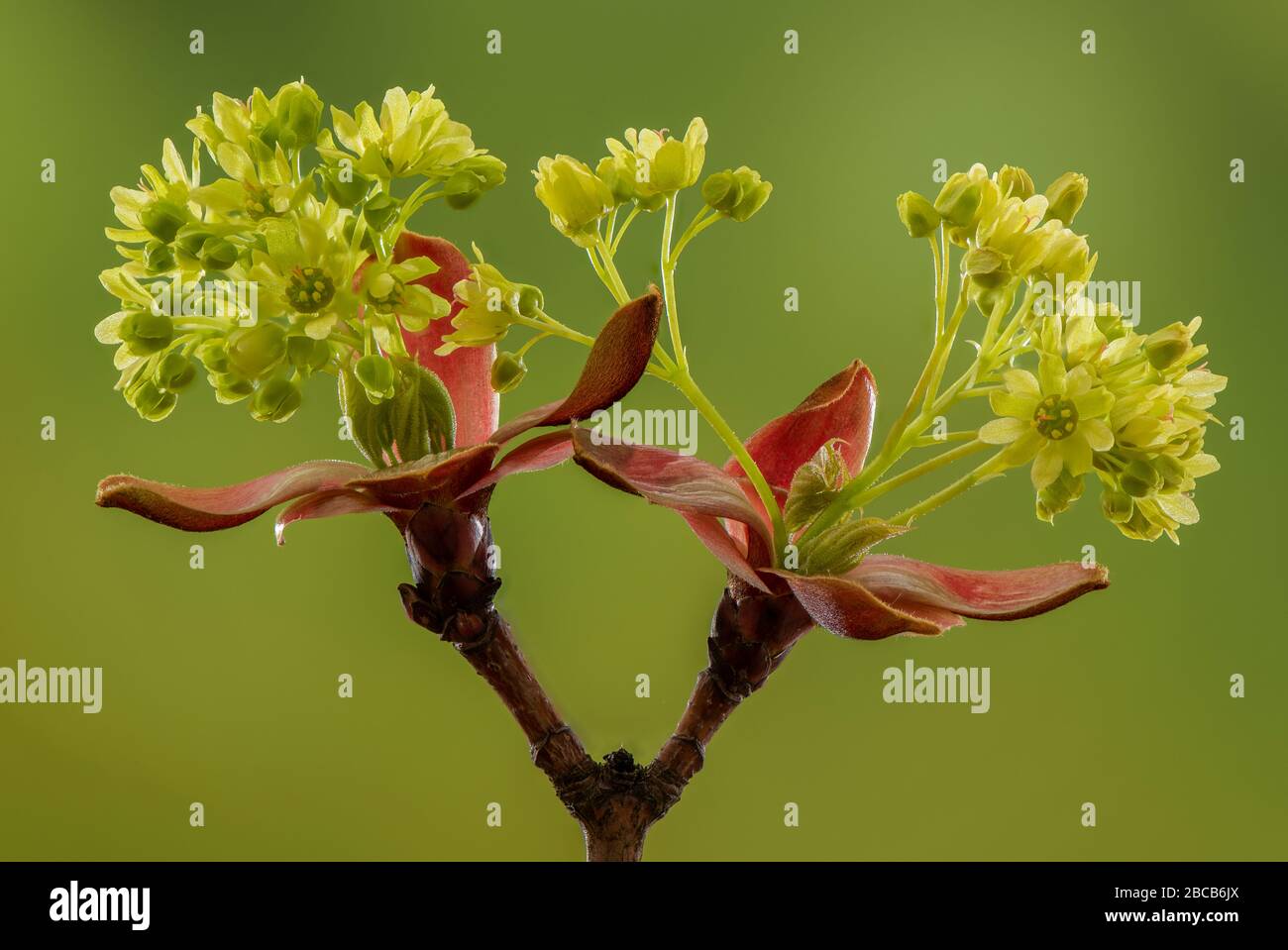 L'érable de Norvège, Acer platanoides, vient d'entrer dans la fleur au printemps, avec des bractées rouges. Banque D'Images