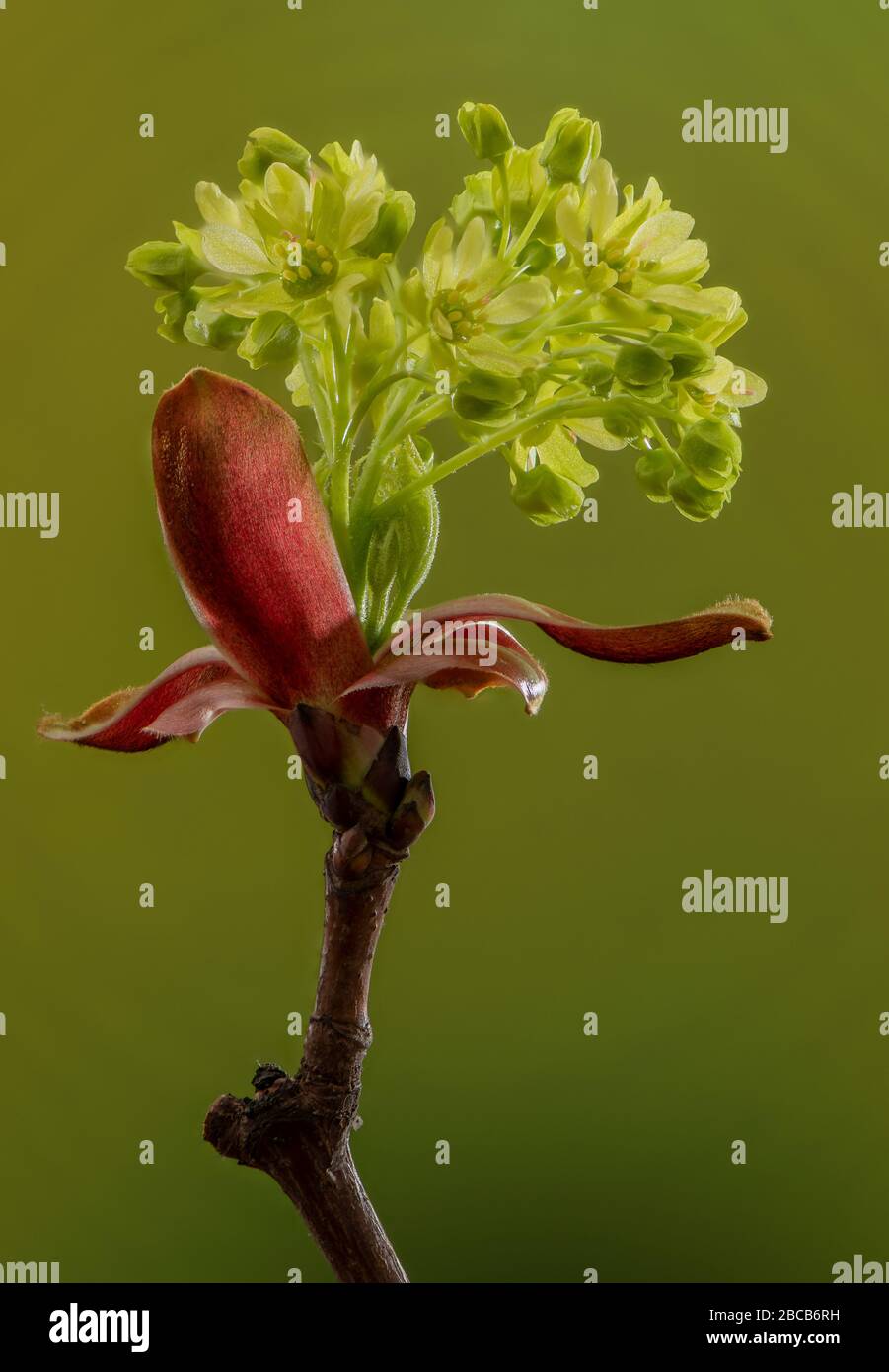 L'érable de Norvège, Acer platanoides, vient d'entrer dans la fleur au printemps, avec des bractées rouges. Banque D'Images