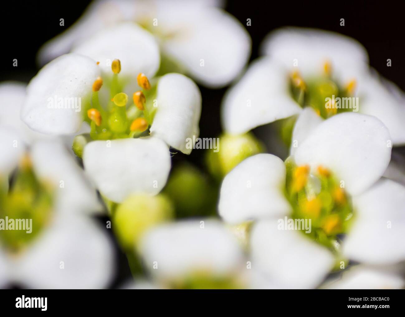 Photo Makro des quatre fleurs pétale délicates de l'alyssum doux, (Lobularia Maritima), avec un fond sombre Banque D'Images