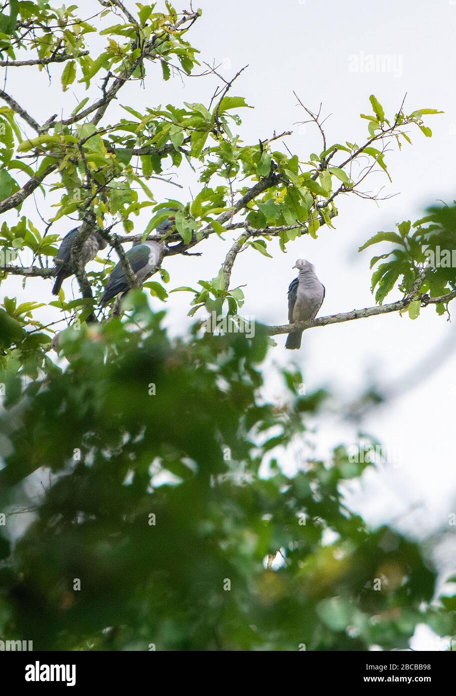 Quelques Pigeons impériaux verts reposant sur un arbre au parc national de Nagarhole, Kabini, Karnataka, Inde Banque D'Images