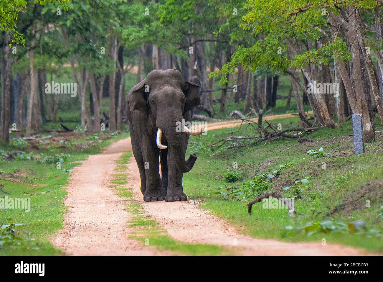 Un Tusker sur la piste de safari au parc national de Nagarhole, Kabini, Karnataka, Inde Banque D'Images